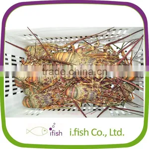Spiny Lobster thumbnail-1