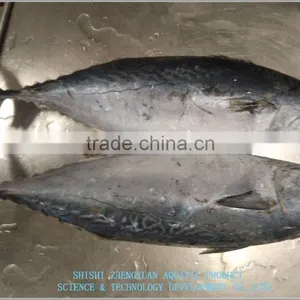 China Export Frozen Bonito Tuna 700+ thumbnail-2