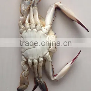 Frozen Whole Round Swimming Crab thumbnail-3