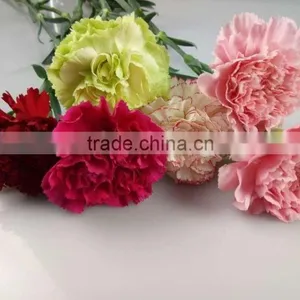 Decorative Flowers Carnation Cut Flower For Wedding Decoration From Yunnan,China thumbnail-6