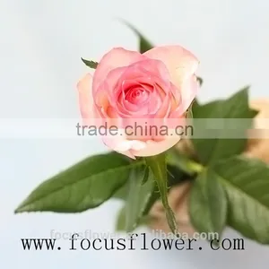 Environmental Flowers Artificial Red Rose Flower Hopeshow in Good Service From China Wholesale Fresh Cut Flowers thumbnail-5
