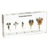 QF Educational Embedded Specimen Teaching Material - Comparatibe Brainsrai thumbnail-1