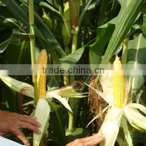 USA Fresh Yellow Sweet Corn Vietnam With Best Price thumbnail-2