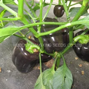 Purple Hybrid Blocky Sweet Pepper Seeds thumbnail-3