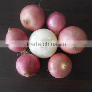 Fresh Red Onion /red Onion/yellow Onion thumbnail-1
