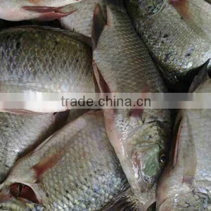Frozen Tilapia thumbnail-1