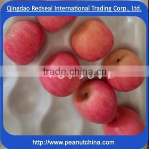 Yantai QIXIA Fuji Red Apple thumbnail-1