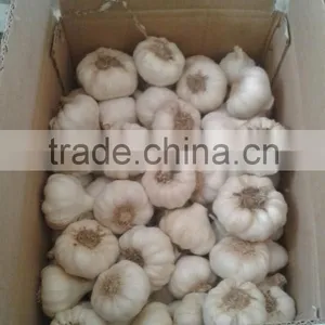 Supply Fresh Garlic thumbnail-3