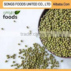 Green Mung Beans Importer thumbnail-1