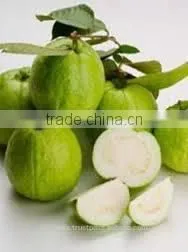 Indian White Guava Pulp thumbnail-1