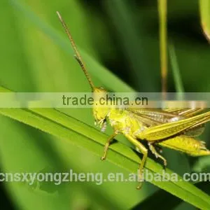 China Member Supply Organic Food Dried Locusts thumbnail-1