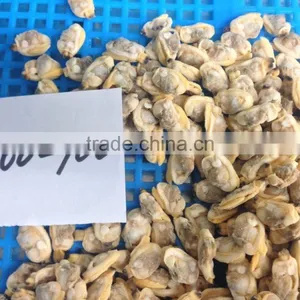 Hot Sales IQF Baby Clam Meat thumbnail-4