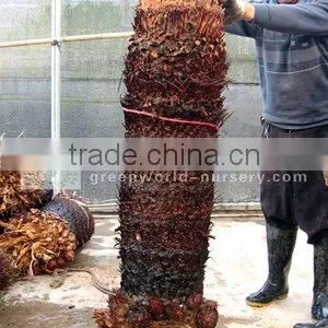 Cycas Revoluta Bare Root 1 Meter Trunk thumbnail-1