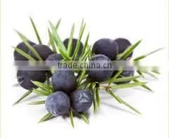 Juiper Berry Oil thumbnail-3