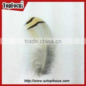 Wholesale Down Pheasant Partridge Plumage Natural Pheasant Feathers Prices thumbnail-3