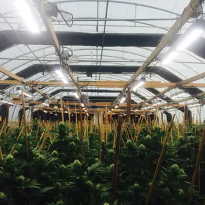 Blackout Greenhouse Plants Growing for Medical Use thumbnail-4