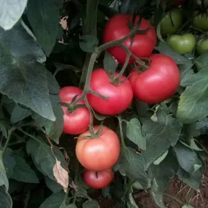 Big Pink Seeds Hot Tomato Greenhouse Plant Tomato Seeds No.62 thumbnail-2