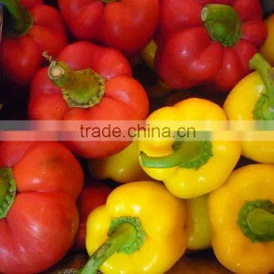 Capsicum thumbnail-1