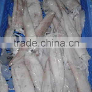 NEEDLE SQUID WHOLE thumbnail-3