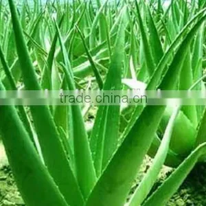 100% Pure Aloe Vera Gel thumbnail-3