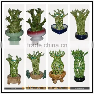 Small Lucky Bamboo Flower Pot thumbnail-1