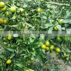 Fresh Mandarin Oranges in 2016 New Crop Sweet for Sale 9kg/box thumbnail-1