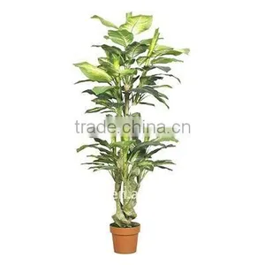 Artificial Dieffenbachia thumbnail-1