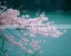 Eco-solvent PP 180 thumbnail-2