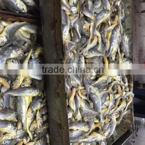 Marine Fresh Seafood Fish Yellow Croaker thumbnail-2