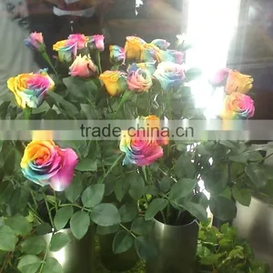 Planting Seeds Flowers Roses Seeds thumbnail-3