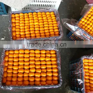 Honey Mandarin Orange /sweet Small Orange thumbnail-1