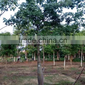 Gossampinus Malabarica Cotton Trees Seedling From China thumbnail-2