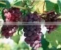 High Quality Grape Seed Extract thumbnail-1