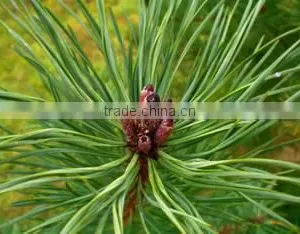 100% Original Quality Pine Sylvestris Oil thumbnail-2