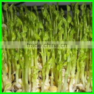Lowest Price Automatic Bean Sprouter/bean Sprouting Machine With Best Service thumbnail-6