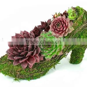 Botanical Moss Shoes Succulent Planter thumbnail-2