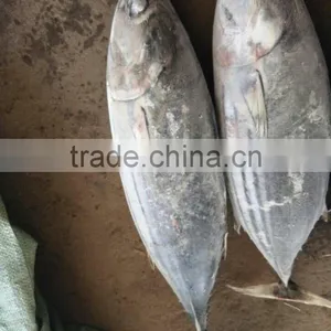 Skipjack Tuna BQF Loin thumbnail-1