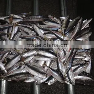 Angling of Horse Mackerel thumbnail-1