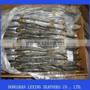 Frozen Sardine thumbnail-1