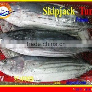 WHOLE ROUND FROZEN SKIPJACK TUNA thumbnail-1