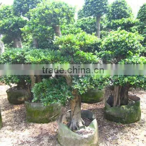 Ficus Microcarpa Layer Shape thumbnail-1