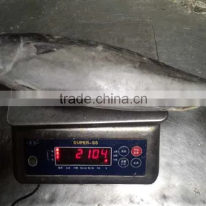 Frozen Bonito(Sarda Orientalis) 2kg+/pc thumbnail-4