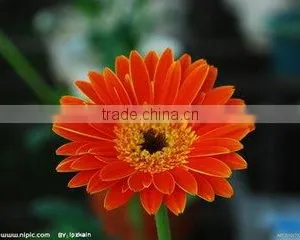Types of Fresh Cut Flowers Gerbera Flower Fresh Cut Flowers thumbnail-6