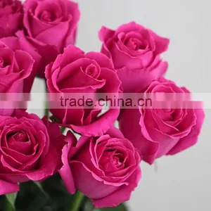 Fresh Rose High Quality Flower Single Rose For Sale thumbnail-5