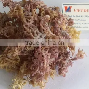DRIED EUCHEUMA COTTONII USED FOR EXTRACT AGAR AGAR POWDER WITH GOOD AT QUALITY thumbnail-1