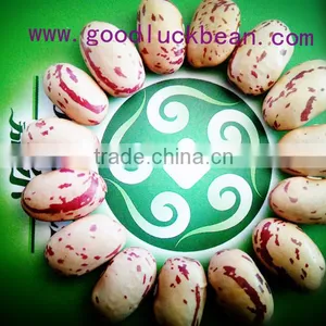High Quality Light Speckled Kindey Beans thumbnail-1