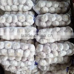 RED GARLIC thumbnail-1