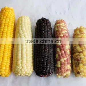 Frozen IQF Whole Sweet Corn and Cob thumbnail-1