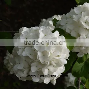 Wholesale Hydrangea Flowers For Wedding Flower Stand For Wedding thumbnail-2