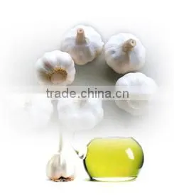 High Purity Organic Garlic Oil Hot Selling thumbnail-1